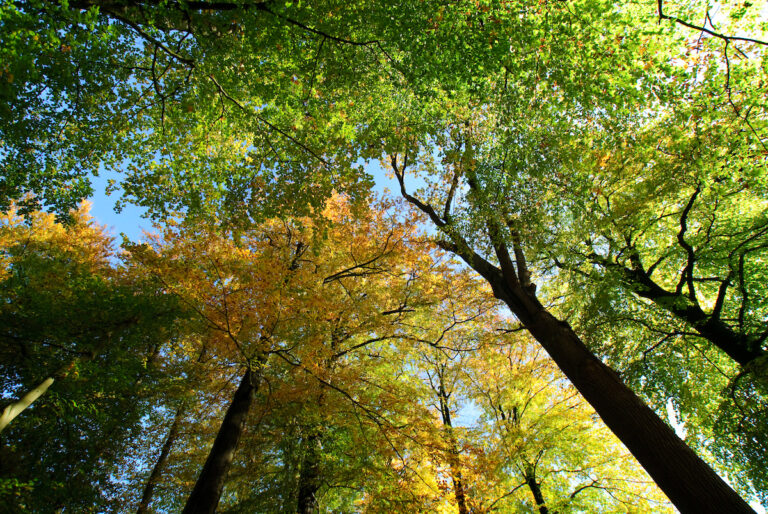 tree tops from below, boomkronen vanaf de grond