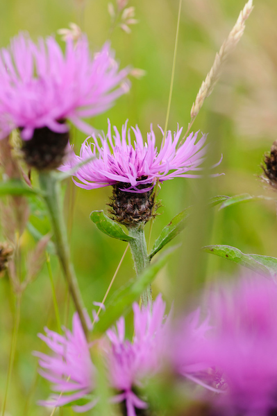 GreenTeam AltijdWerkplaats