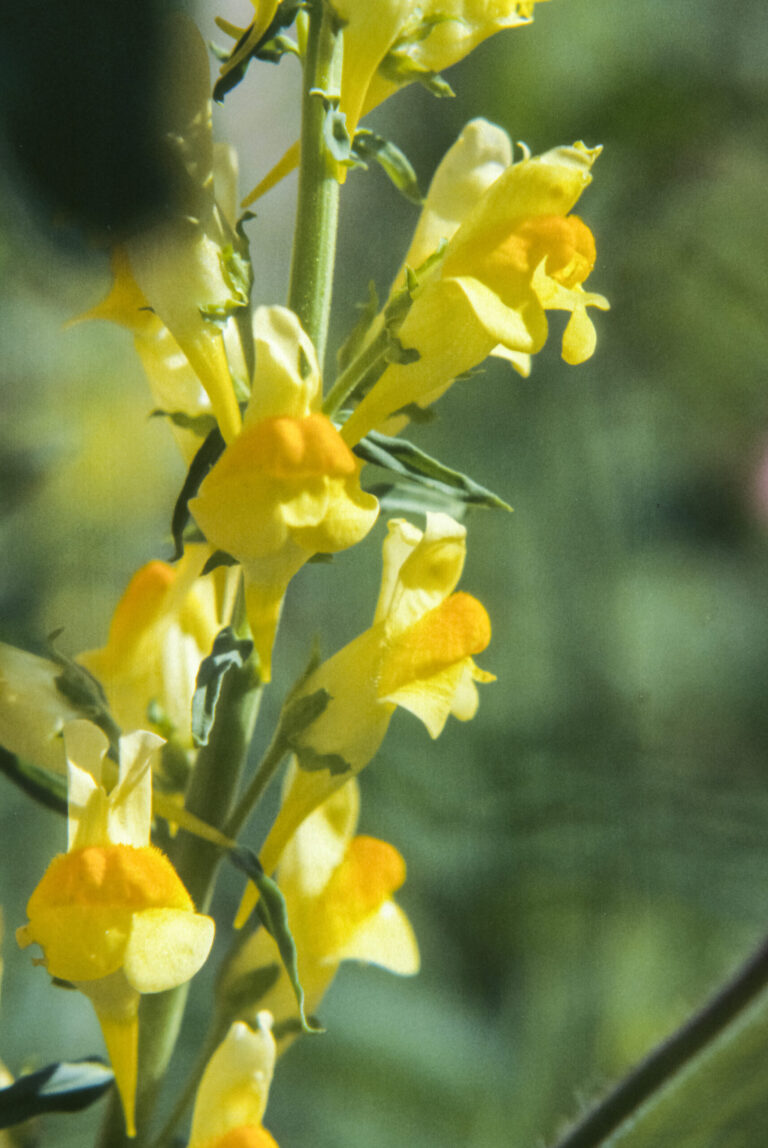 Vlasbekje, Linaria vulgaris